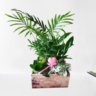 Caja de madera con plantas. Amor Rosa