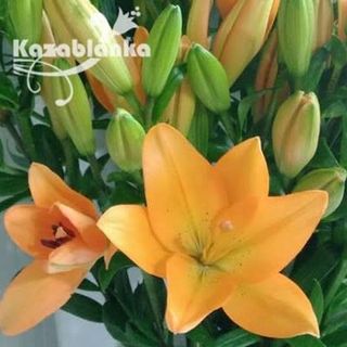 Ljiljan narandžasti (RCIR 46)