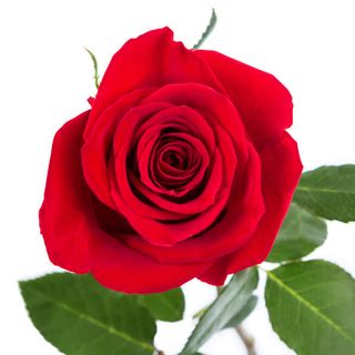 Rosa roja fresca para regalo