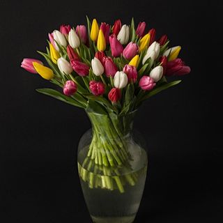 Ramo De 30 Tulipanes Variados