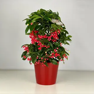 Ardisia Boss premium with pot ceramics
