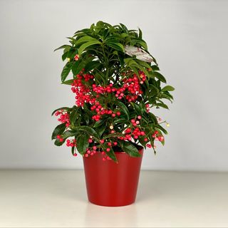 Ardisia Boss premium with pot ceramics