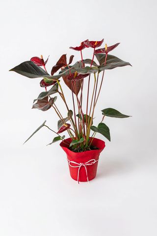 Anthurium Rouge