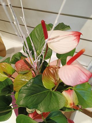Anthurium princess