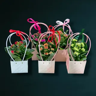 Kalanchoe 