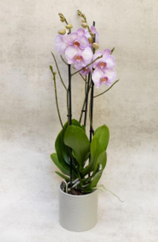 Orquídea Phalaenopsis Rosa