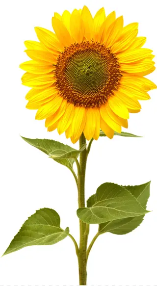 Un girasol preparado jarrón 