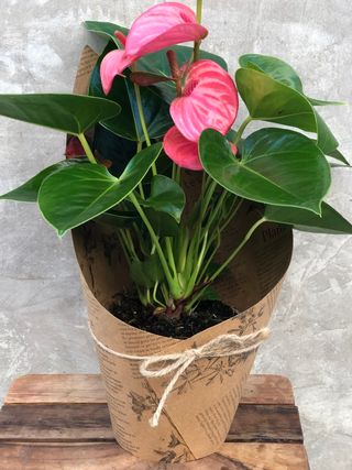 Anthurium rosado pequeño