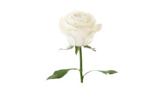  1 ცალი პრემიუმ ხარისხის თეთრი ვარდი