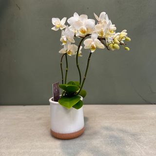 Phalaenopsis mini