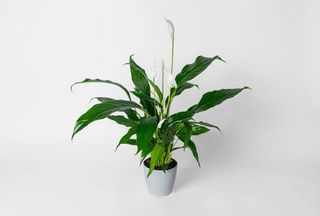 Spathiphyllum