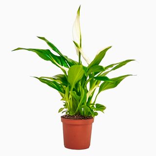 Spathiphyllum (Lírio da Paz)