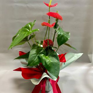 Anturijum aranžirani