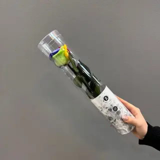 Una rosa corta ( c. multicolor ) preservada  
