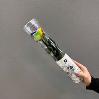 Una rosa corta ( c. multicolor ) preservada  