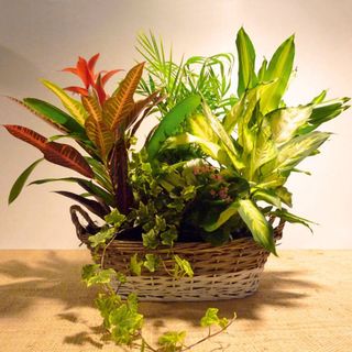 Composición De Plantas De Interior
