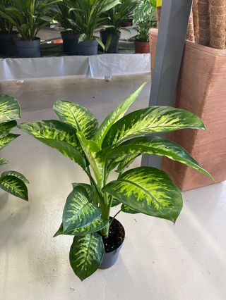 Dieffenbachia
