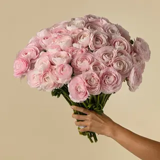 Ramo de 30 Ranunculos rosas
