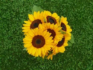 Bouquet di 7 Girasoli