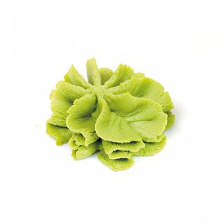 salsa de wasabi
