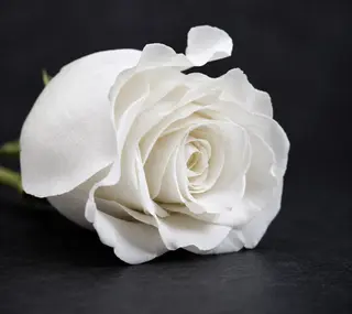 Rosa Eterna Blanco