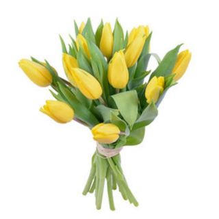 Yellow Tulip