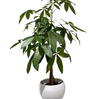 Planta Arborele Banilor (Pachira Aquatica),