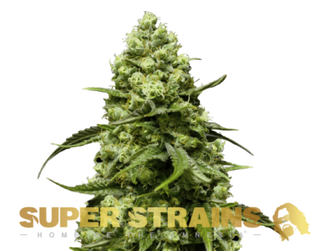 Super Strains Turing Autoflowering X3