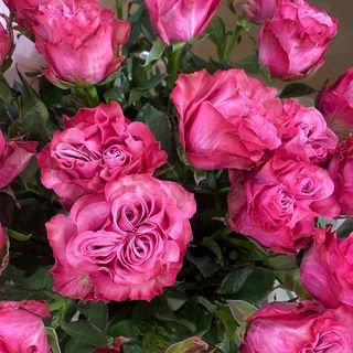 Троянда піоноподібнa Country blue