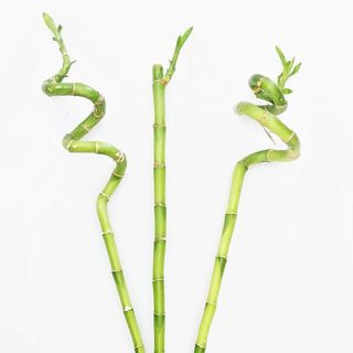 Set 3 Bambus Norocos