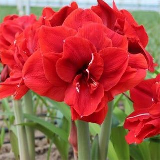 amaryllis rosso