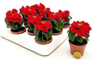 Stella di natale piccola