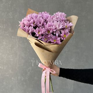 Różowa Сhryzantema