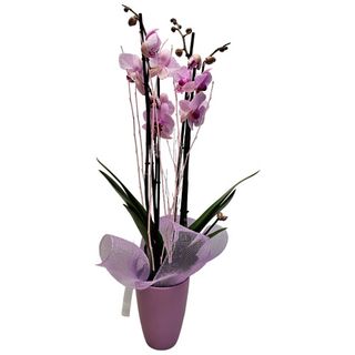 Planta de Orquídea Morada con Macetero