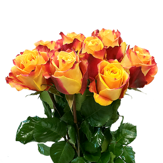 Bukiet z 9 róż herbacianych