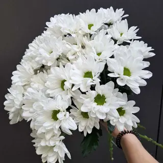 Chryzantemy