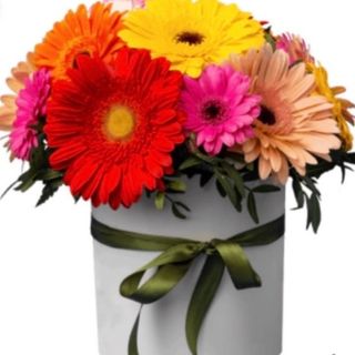 Box de gereberas mix