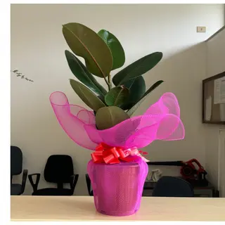 FICUS elastica 