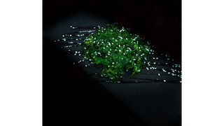 SAŁATKA WAKAME 120g