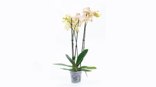 Orhideja žuta 2 štapa