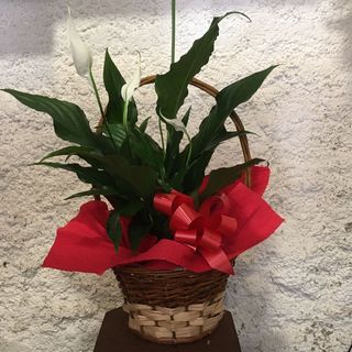 Spatifilium con cesta de mimbre