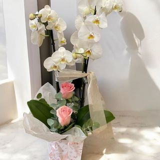 Orquídea (color según stock)con rosas