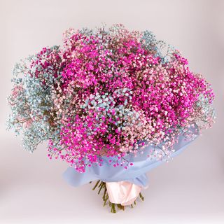 Gipsówka kolorowa (50szt)