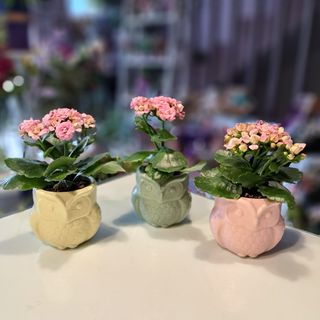 Mini Kalanchoe  Bufnita