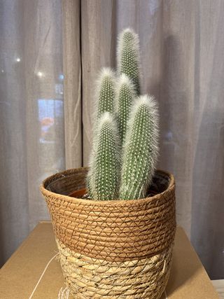 Cactus Mix Sin Maceta