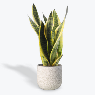 Planta SANSEVIERIA Laurentii