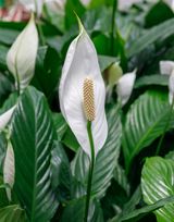 Спатифилиум