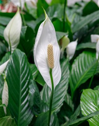 Спатифилиум