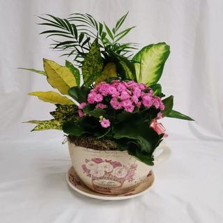 Taza Decorativa Con Plantas