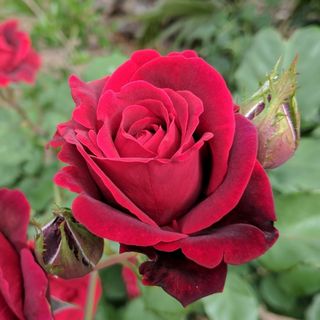 ROSAS A LA CARTA MÍNIMO 2 UNIDADES, Y CONFECCIONADAS EN RAMO